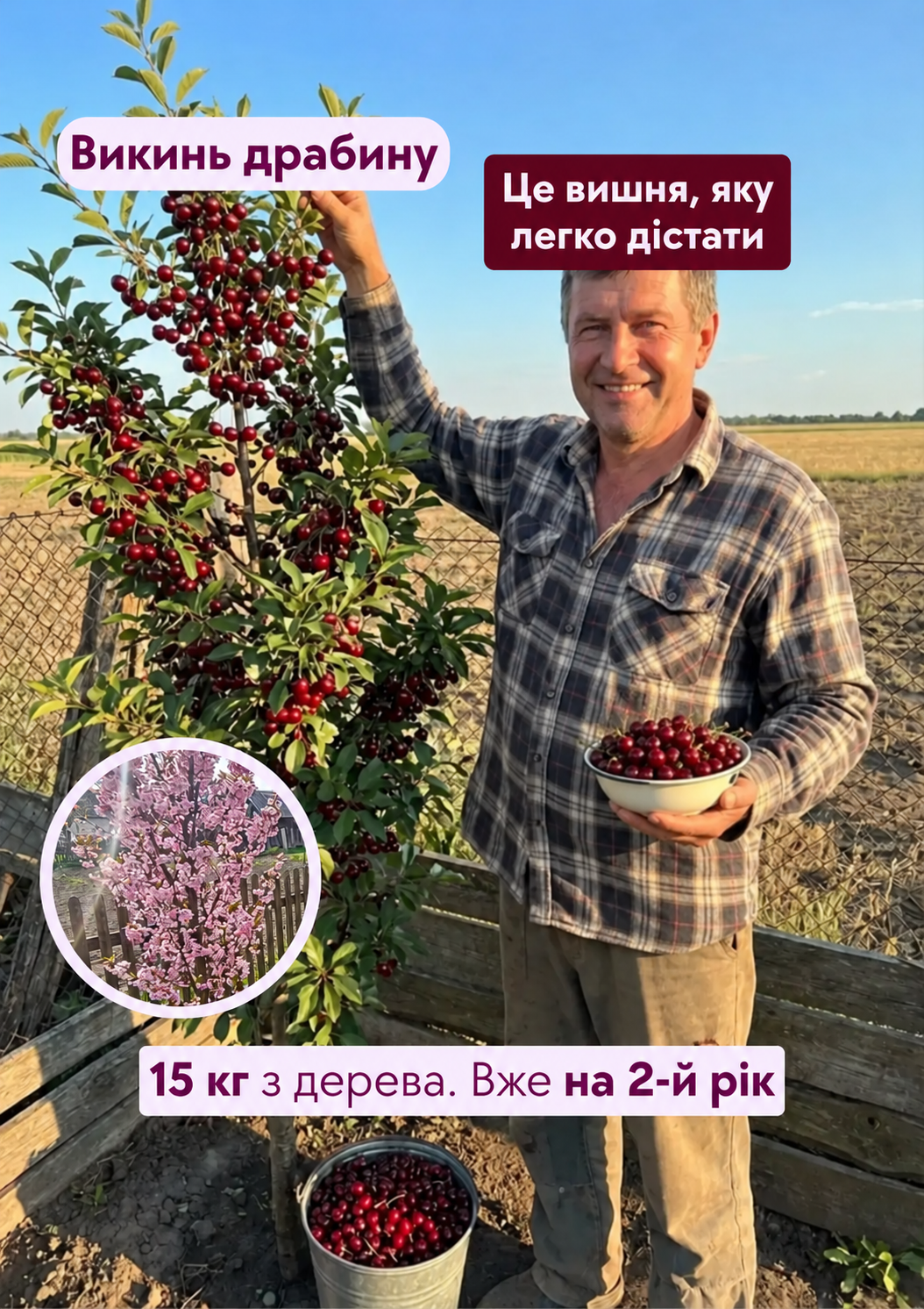 Колоновидна вишня з ягодами